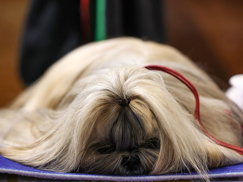 A perfect first pet for somebody looking for a house dog, the Shih Tzu is a friendly breed that needs little in the way of space or exercise. They are also highly intelligent and easy to train.