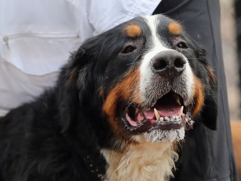 If you are a first time owner keen to go 'extra large' then the Berenese Mountain Dog is probably your best option. Easy-going, eager-to-please and gentle, their intelligence makles them relatively easy to train. They are good with kids too, and surprisingly lazy. Their hair is the only part of thme that's fairly high maintenance - there's a lot of it and they need regular brushing (while your carpet will need regular hoovering)