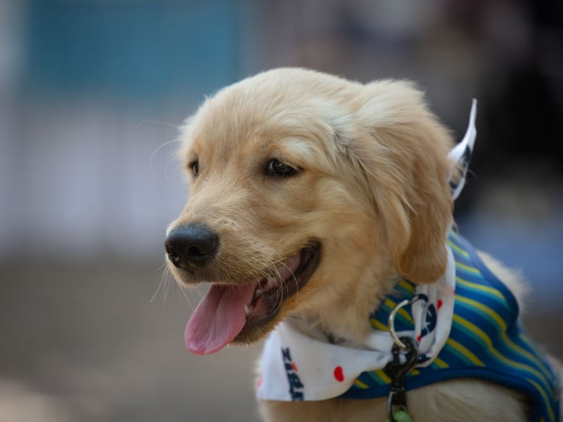 Golden Retrievers are gentle, patient, and affectionate. Their calm demeanor and high trainability make them ideal for novice owners, especially families or individuals seeking a loyal, loving companion.