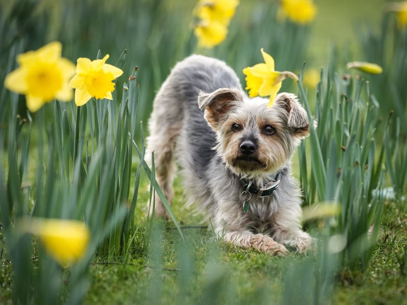 For those looking for a classic lapdog that will spend the majority of their time curled up as close to you/on top of you as possible then may we introduce you to the Yorkshire Terrier. Make sure to be on top of your training though - unless you want your dog to be vocal. They'll also need regular visits to the groomer, so make sure you include that in your doggy budget.