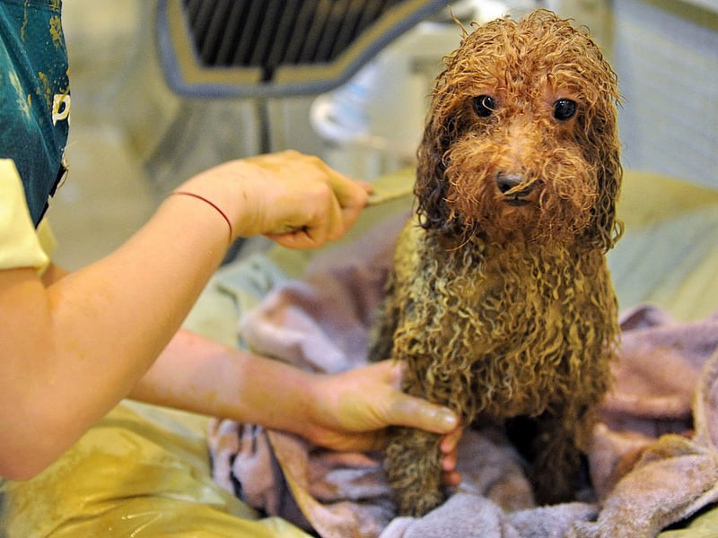 The Poodle comes in three sizes - standard, miniature and toy - with the diminuative Toy Poodle the most popular with 1,880 Royal Kennel Club registrations in 2025. It's up for debate whether they were first bred in France or Germany, with the toy version often used as circus performers in less enlightened times.