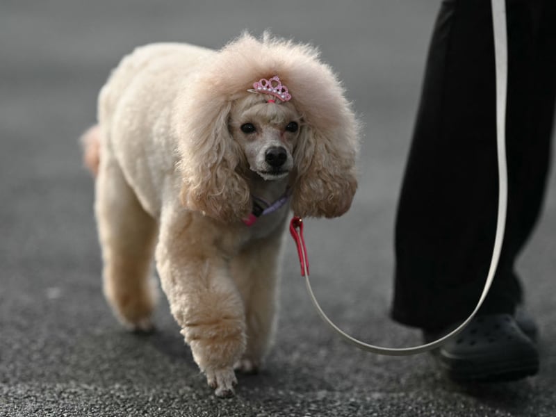 Like its smaller and more popular toy cousin the Miniature Poodle is hypoallergenic, intelligent and easy to train. There were 1,233 registered in the UK in 2025, making it the second most popular breed of Poodle and completes the top five most popular breeds of utility dog.