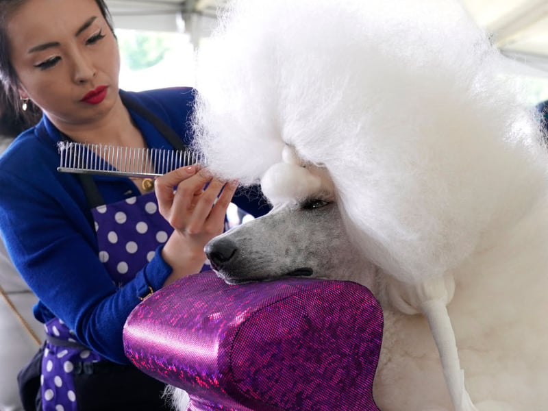 Entering the top 10 for the first time is the Standard Poodle - the largest of the three varieties. If you add up the registration figures of all three types of Poodle they would easily be the second most popular utility breed.
