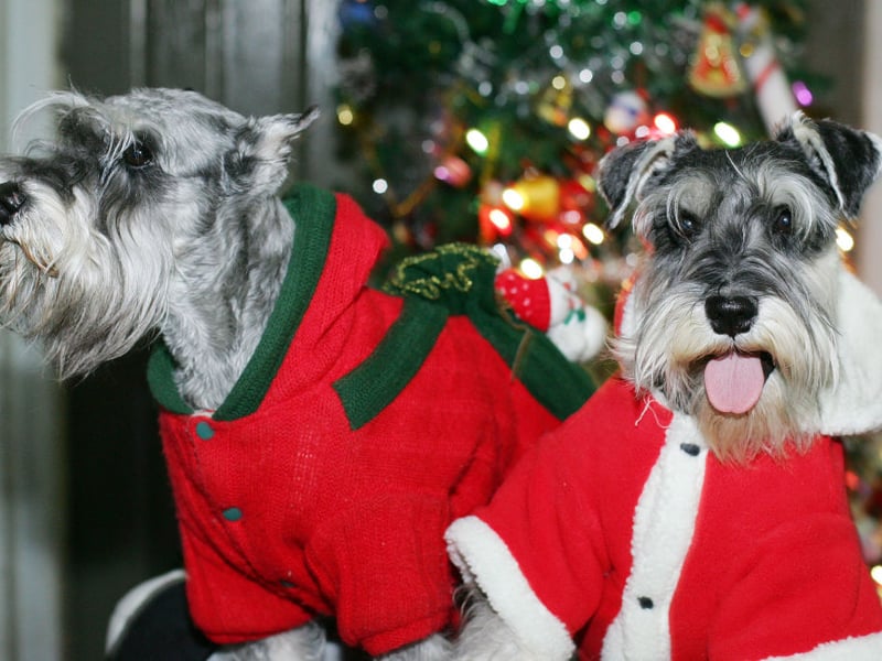 Originally bred by German farmers to hunt rats and other vermin, the Miniature Schnauzer is now more at home curled up on a couch. There were 2,956 new puppies registered with the Royal Kennel Club in 2025 putting the breed in 2nd spot when it comes to the most popular utility pet dogs. That's up one place on the year before.
