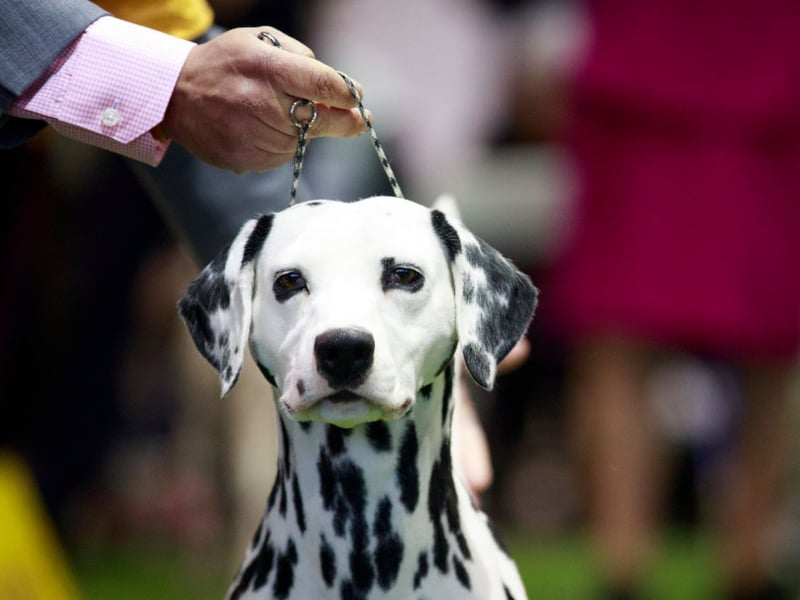 Much loved for its distinctive spotty coat, Dalmatians used to known as 'fire dogs' as they used to run alongside horse-drawn carriages ued by firefighters, acting as combined path-clearers, sirens and guides. There were 743 of these clever pooches registered in 2025 - seeing them drop a place on the year before.