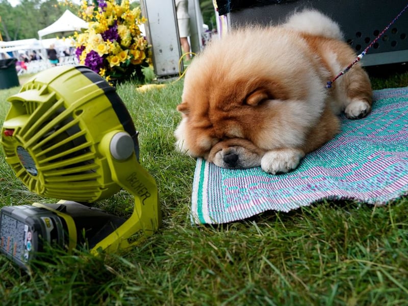 Originally bred in Northern China where they were used for hunting, guarding and herding, the Chow Chow is instantly recognisable thanks to its mane-like fut and unusual blue-black tongue. There were 831 registered with the Royal Kennel Club in 2025.
