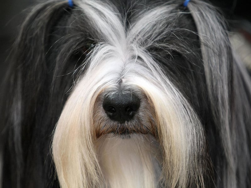 Despite the name, the Tibetan Terrier isn't actually a terrier - it was mistakenly given the name by European travellers because they thought it looked like one! In their native Nepal they are known as the Tsang Apso, meaning 'bearded dog' - which seems about right. There were 593 registered with the Royal Kennel Club last year.
