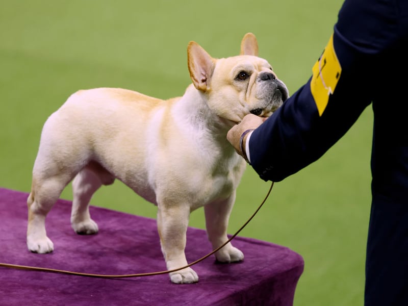 The French Bulldog has been challenging the Labrador for the title of Britain's favourite dog in recent years - often appearing in second place. It lagged well behind in 2025 though, with 'just' 7,750 registrations - but it's still the UK's favourite utility breed by a country mile.