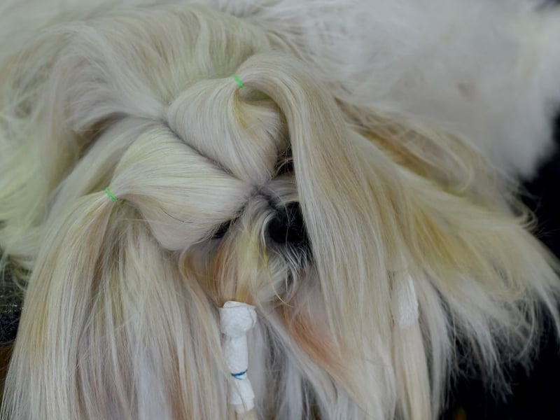 Completing our list of the most popular utility dogs is the Lhaso Apso, a breed named after the capital city of Tibet, where it was traditionally used as a watchdog. There were 525 new Lhaso pups registered with the Royal Kennel Club in 2025.