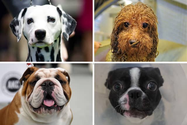 Four of the most popular breeds of utility dog.