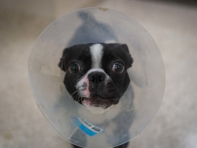 In eighth spot, with 746 registrations in 2025, is the Boston Terrier - that's up a spot on 2024. Nicknamed the 'American Gentlemen', it originated in the USA where it was officially recognised as a distinct breed in 1893.