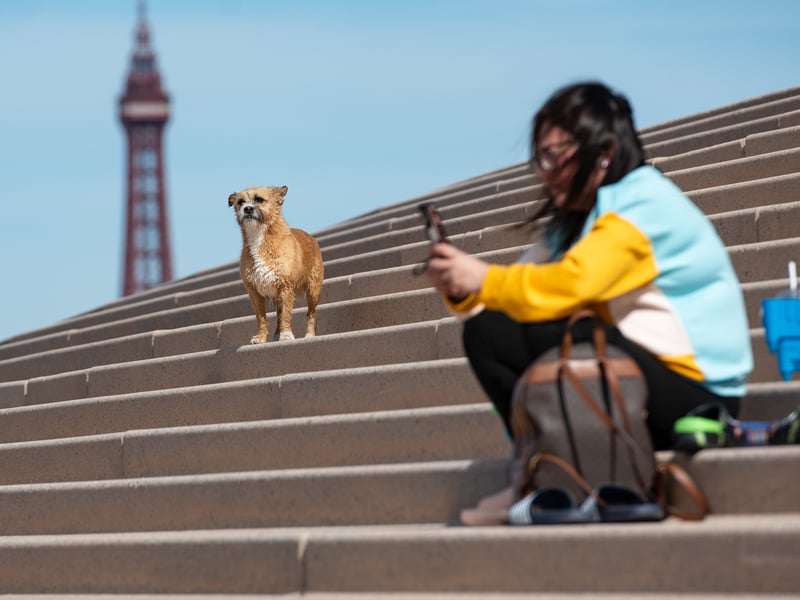A dog ready to run onto the sand. Photo: Lucinda Herbert