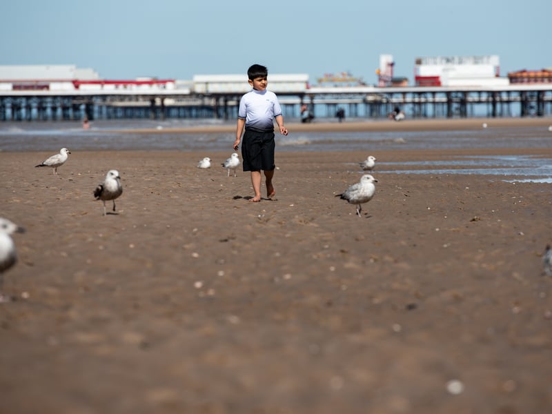 A youngster plays amongst seagulls. Photo: Lucinda Herbert