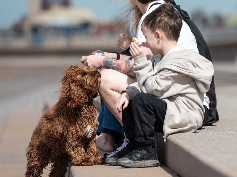 A child shares his lunch with an adorable pet dog. Photo: Lucinda Herbert