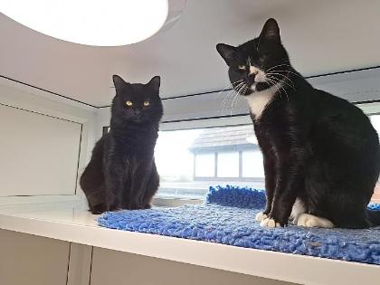 This comical pair of brothers are never far apart, whether they’re wrestling or napping. Larry is the long-haired star who loves a groom, while Garry is a gentle soul with a sweet "hello" meow. They are looking for a fun-loving home where they can stay together and explore the outdoors.