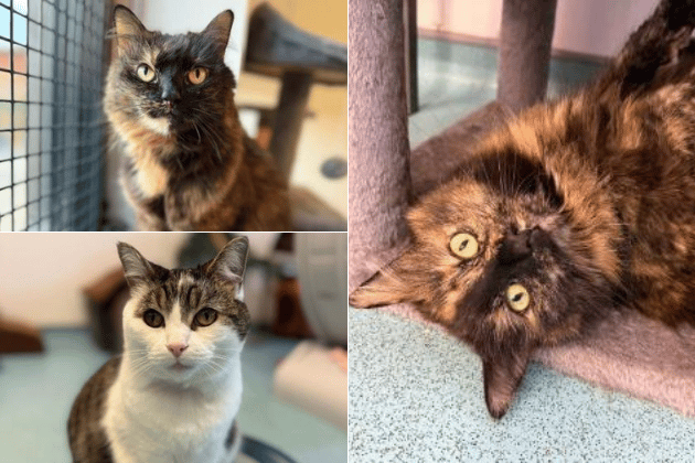 These three inseparable senior sisters have been together since they were kittens. From Sammy’s playful nature to May’s affectionate nudges and Stevie’s love for a sunny spot, they are a calm, comforting trio. They are looking for a quiet golden years home where they can stay as a team.