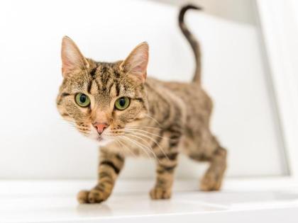 Tilly is a curious lady who hates to miss out on the action. She’ll always pop over to see what you’re up to before settling down for a long, peaceful snooze. She’s a lovely, adaptable girl looking for a calm home with plenty of cosy spots and the occasional treat.