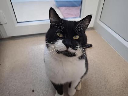 A handsome tuxedo boy and a total softie, Mimi just wants to be by your side. He’s had a tough time with other cats in the past, so he’s looking for a peaceful, adult-only home where he can be the only pet, enjoy plenty of head-nudges, and relax on a cosy lap.