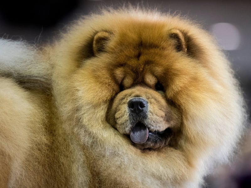 Chow Chows are a very mild-tempered dog, but are another dog described by the American Kennel Club as "aloof". So they'll always be very pleasant about ignoring every word you say.