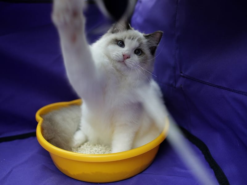Pretty much the perfect pet, the Ragdoll has been bred to be affectionate companions, but also to be relatively low-maintenance and self-sufficient. They love children and are likely to always see your lap as being their evening relaxing spot.