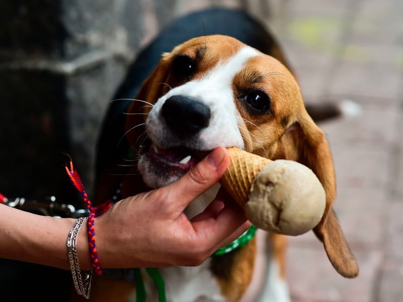 Beagles look like butter wouldn't melt in their mouth, but this as a breed whose sheer naughtiness and independent spirit makes them difficult to train. They'll make you laugh with their antics, but even if they've obeyed a command 10 times in a row, there's every chance they will ignore it the next 10 times.