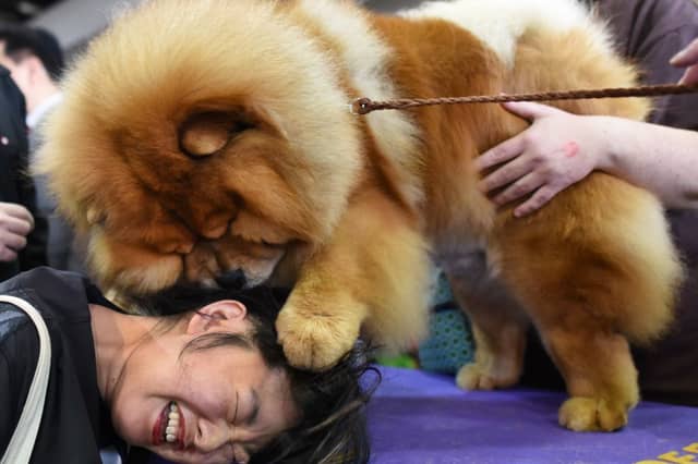 It's hard to get some dogs to do as they are told...
