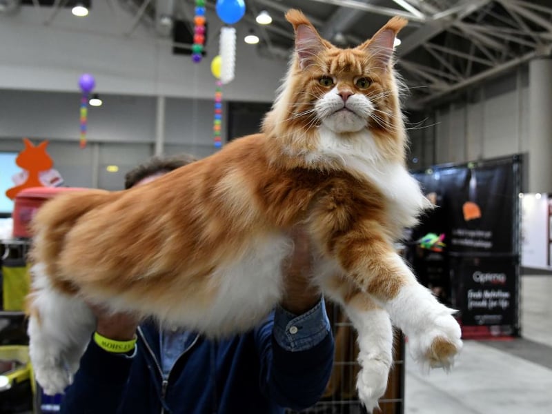 Native to America, where they are the one of the oldest breeds of domesticated cat, the Maine Coon is known to be a real gentle giant. This is a big cat with a satisfyingly dense coat - the perfect combination for a cuddle and their high levels of affection mean that they rarely refuse