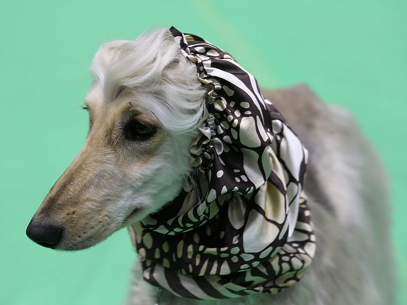 The long-nosed Borzoi will seem to be eager to please but won't necessarily manage to do so. The American Kennel Club's explanation for this is that "in their quiet, catlike way they can be stubborn, and training is best accomplished with patience, consistency, and good humor."
