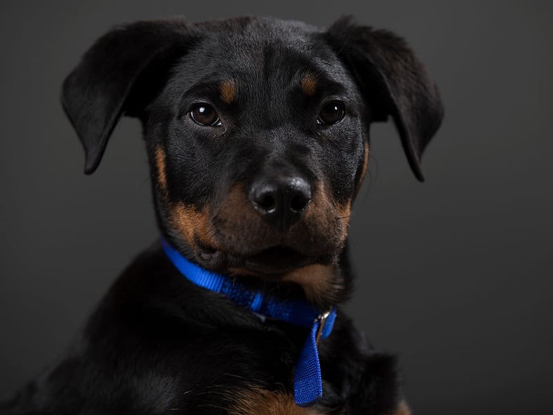 Rottweilers are dogs that benefit hugely from professional training, otherwise they can become too protective of their owner and potentially lash out at strangers. They can be incredibly stubborn at first, but a well-trained Rottie will be one of the best-behaved dogs you could ever meet.