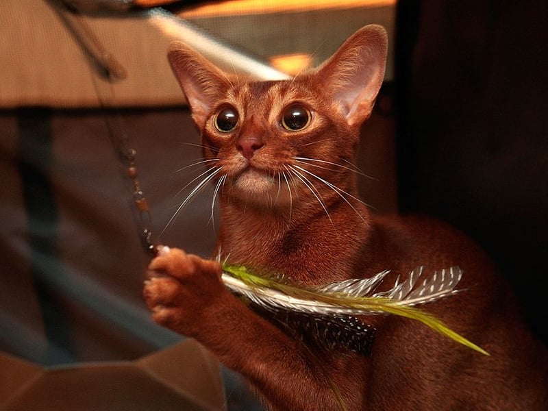 You've head of velcro dogs? Now meet a velcro cat. The adorable Abyssinian is the breed least likely to let you go to the toilet by yourself. Their owner must be protected at all times - from a distance of no more than two centimetres.