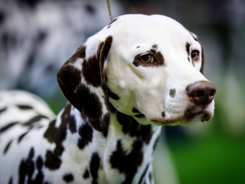 Dalmatians are a bit of a Jekyll and Hyde breed - they can be very obedient, but only when it's something they are happy to go along with. If it's not something they are keen on they can be obstinate, while poorly-trained Dalmations have a habit of jumping up, growling and snapping