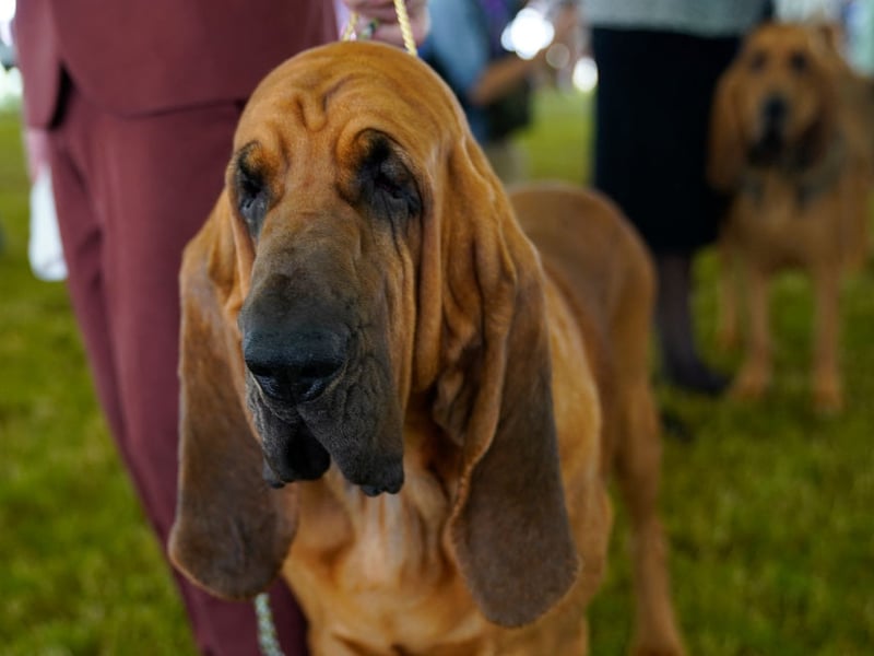 Bloodhounds are adorable and good-natured dogs but their incredible sense of smell can distract them from whatewver you are asking them to do. They can also be lazy, lacking any real motivation to learn.
