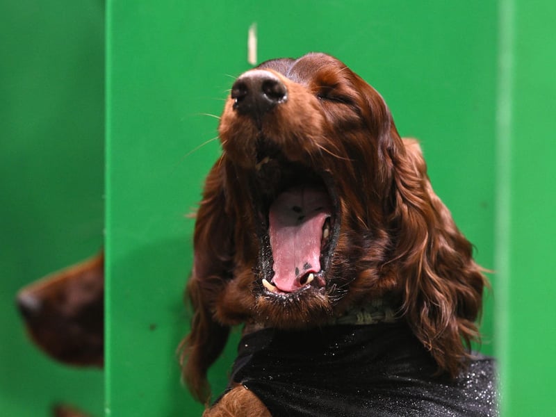 The Irish Setter has such energy levels that it finds it difficult to concentrate on training for more than a short period of time. They also take longer than most breeds to mature, so will also retain their puppish naughtiness for longer.