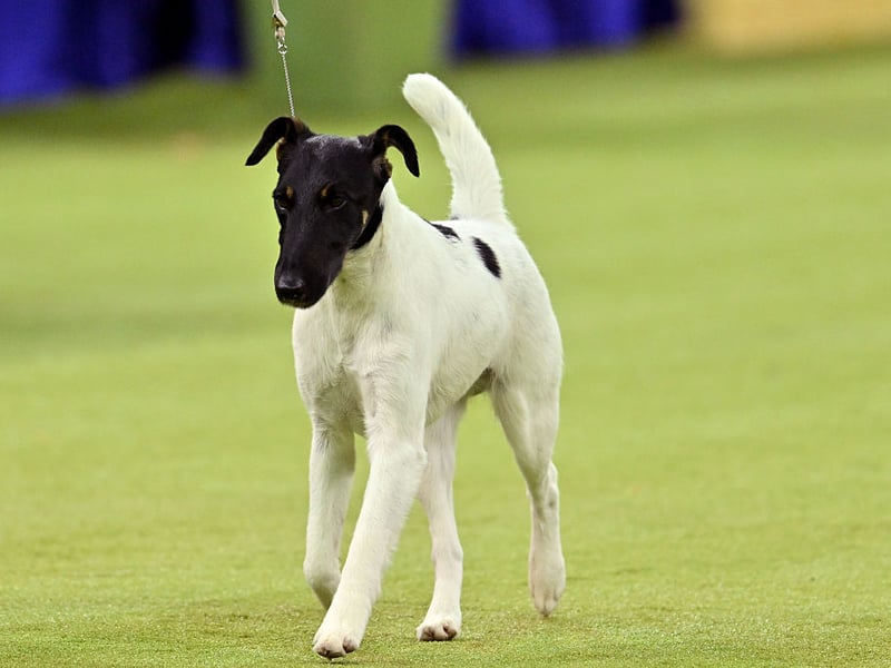 These feisty terriers are alert and independent, often ignoring commands when something more interesting catches their attention. Their energy and tenacity require firm, consistent training methods - otherwise they'll just run rings around their owner (and the park, the garden, the living room...)