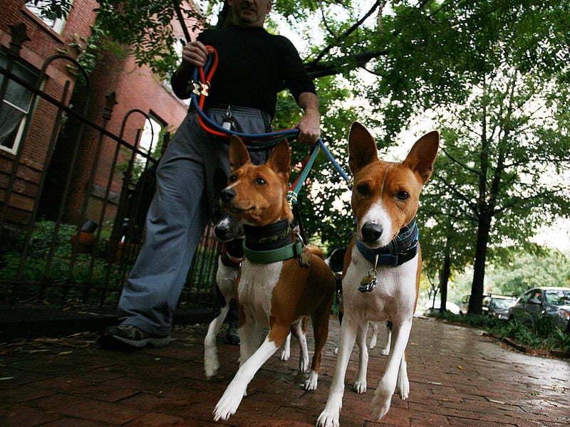 Famously the only breed of dog that doesn't bark (it makes an odd yodelling noise instead), the American Kennel Club advises that crate training is an obsolute must when it comes to this unusual breed. Characterised as "having a stubborn streak a mile wide" they use their notable intelligence to get what they want - even if it isn't what their owner wants.