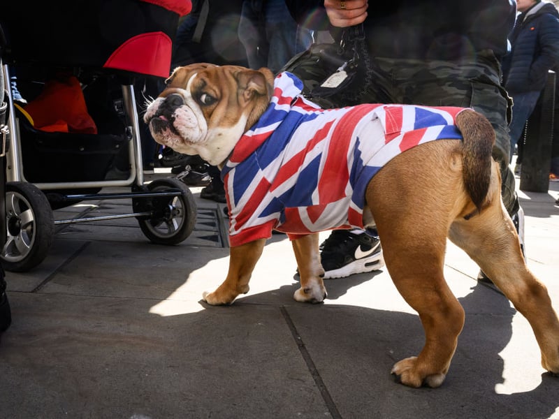 The Bulldog is a breed that can be exactly as stubborn as it looks. Their two favourite things to do are to eat and to sleep - getting them to do anything else can be a real challenge.