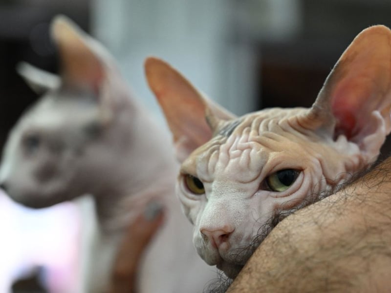 The fact that the Sphynx doesn't have any hair means it can get a bit chilly - and its owner's body heat is just the ticket for it to warm up. That means there will always be cuddles. Plus this breed of cat just naturally loves snuggles - and play - even if it's warm enough, so expect plenty of purrs at the same time. These are seriously loving cats. Sadly, there are also issues with having no hair, with these cats predisposed to skin problems and sunburn.