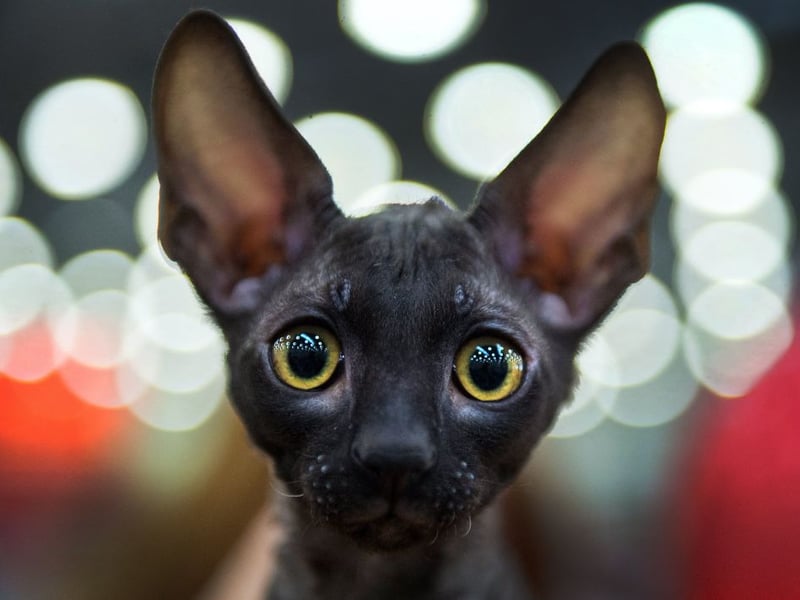 The Cornish Rex is generally a pretty active character - with lots of evergy. When they've had their fill of adventure though, they like nothing else than to curl up on your lap and have their soft, wavy coat stroked.