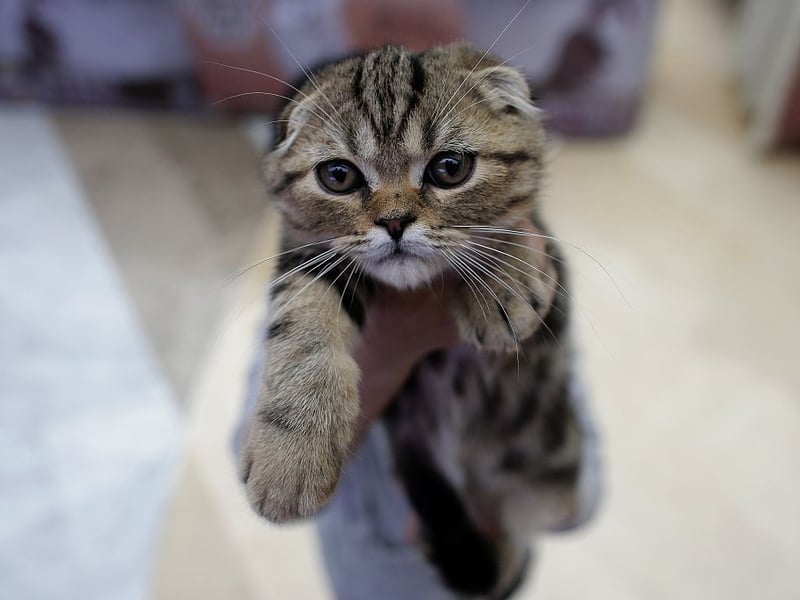Taylor Swift's favourite breed of cat is named after its distictive 'folded' ears caused by a genetic mutation. This is a feline that is so affectionate that it really doesn't like being left alone - preferring to be curled up on or against its beloved owner at all times. If you want a cat that you can leave in the house while you go out to work, this probably isn't the breed for you. Prospective owners should also be aware that due to the selective breeding this cat is prone to Osteochondrodysplasia (Scottish Fold Disease), causing abnormal bone growth and skeletal deformities, arthritis and severe pain.