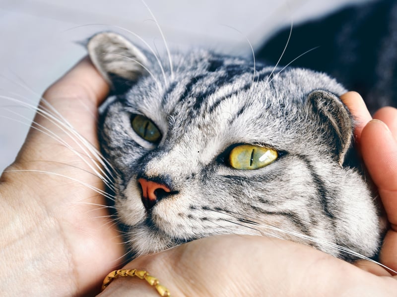 As the name would suggest, the American Shorthair is one of the most popular breeds of cat in the USA - it's pretty much the definition of 'housecat' on the other side of the Atlantic. Very adaptable and a perfect family pet, they tend to love being held - relishing all human contact.