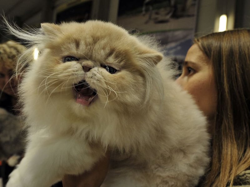 The Persian is a cat that is as cuddly as it looks - and that is 'very'. The bonus with these kitties is that they are incredibly lazy, so when they curl up on your lap they are probably there for the long run. Unfortunately, in common with other breeds with 'flat faces' they can suffer from Brachycephalic Obstructive Airway Syndrome (BOAS) which results in breathing and feeding problems.