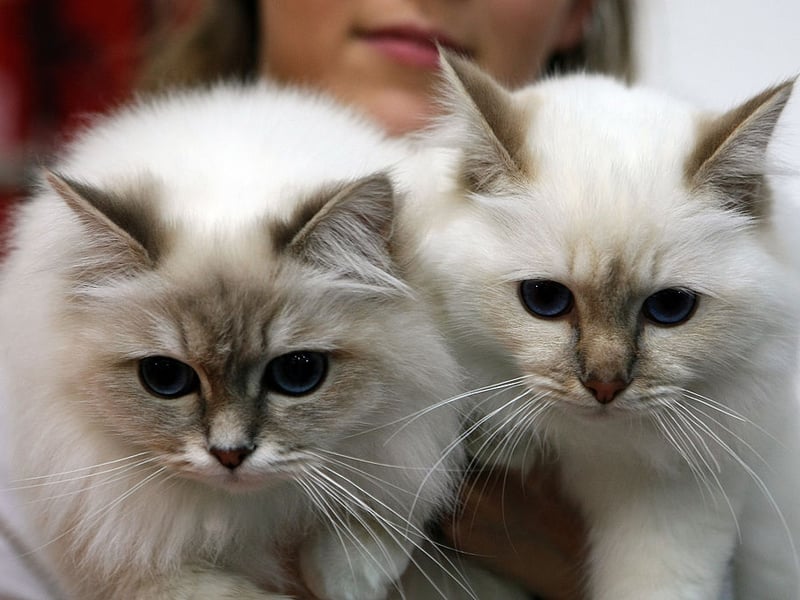 Birmans are gentle and loving lap cats that form deep connections with their entirely families. That means they'll be equally cuddly with both adults and children - and even fellow household pets.