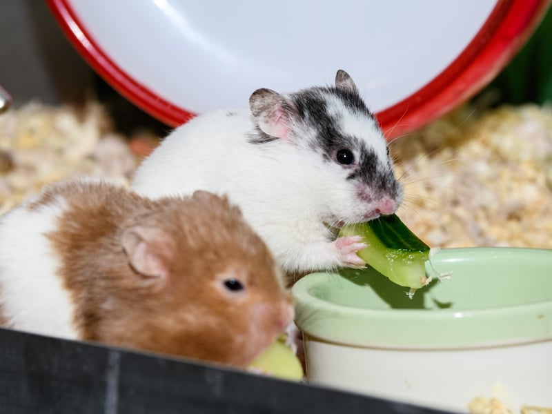 Syrian Hamsters at Happy Pets and Aquatics. 