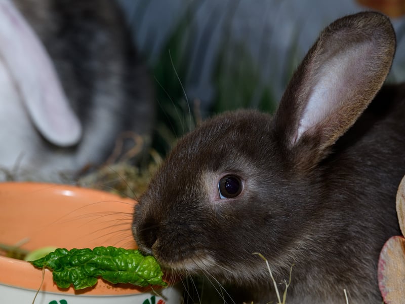 Rabbits at Happy Pets and Aquatics.