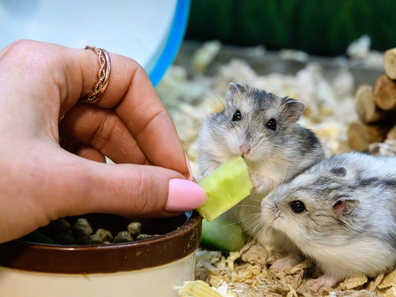 Russian Dwarf Hamsters at Happy Pets and Aquatics. 