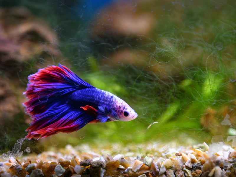 Another beautifully coloured fish