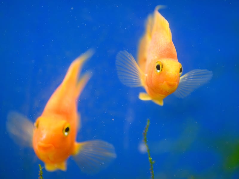 Fish at Happy Pets and Aquatics.
