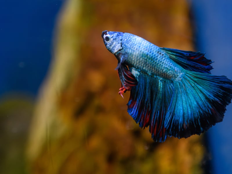 What a brilliant blue!