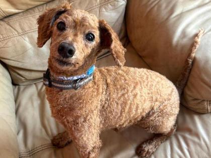 Buster is a gentle, older gentleman seeking a quiet retirement. He can be shy at first, but once he trusts you, he’s a loyal companion who loves nothing more than a warm lap. He’s looking for a calm, adult-only home where he can enjoy slow walks and plenty of peace and quiet.