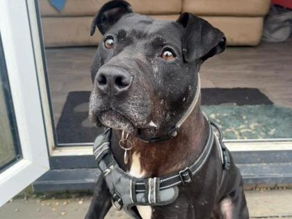 A clever lad with a huge personality, Max is a bright spark who loves to learn and play. Despite his tough past as a working dog, he is incredibly resilient and super-affectionate. He is looking for a patient, cat-free home where he can continue his training and find a permanent spot on a comfy sofa for snuggles.